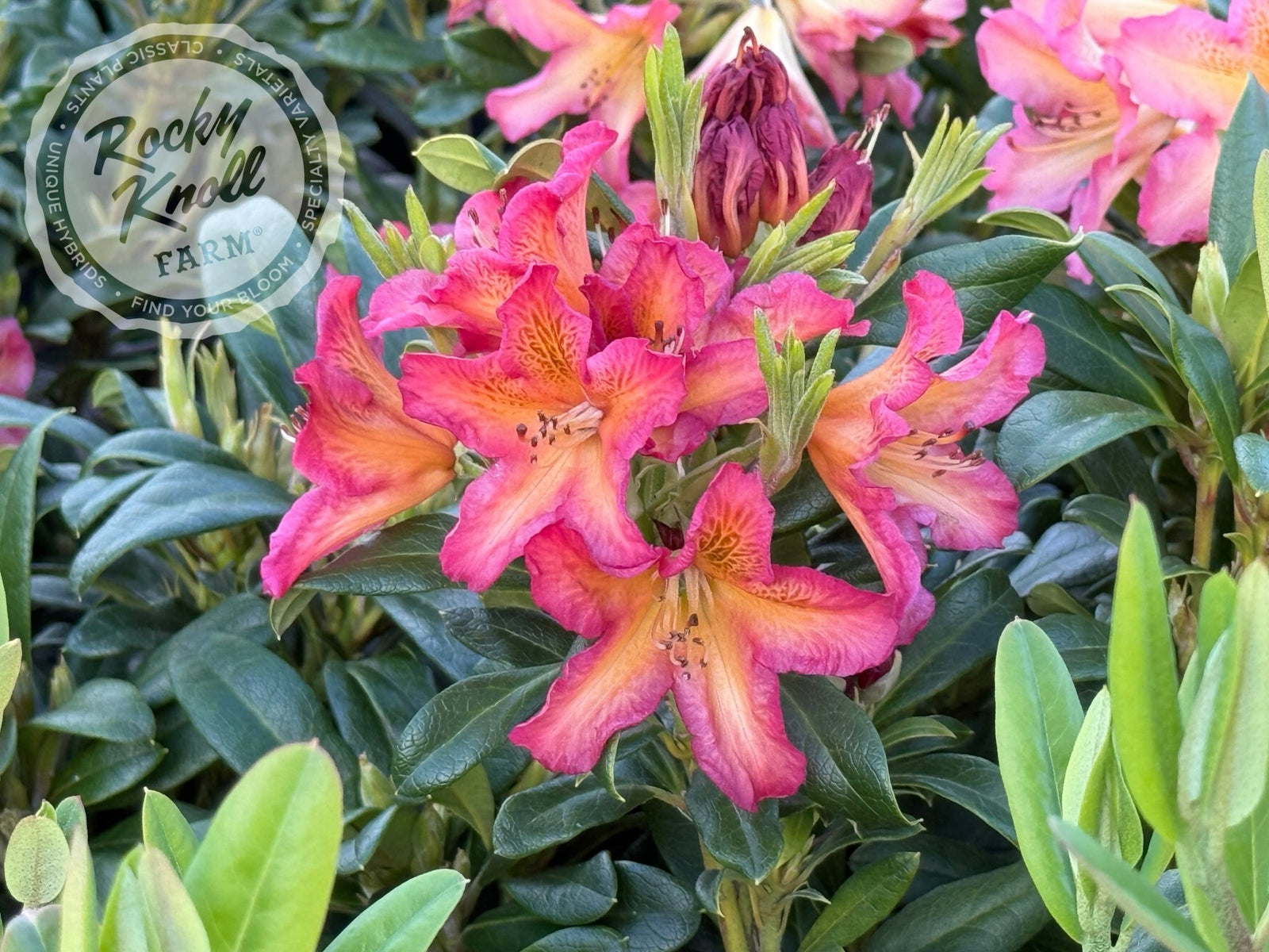 rhododendron hanceanum princess anne Rhododendron 'Princess Anne' main image 0