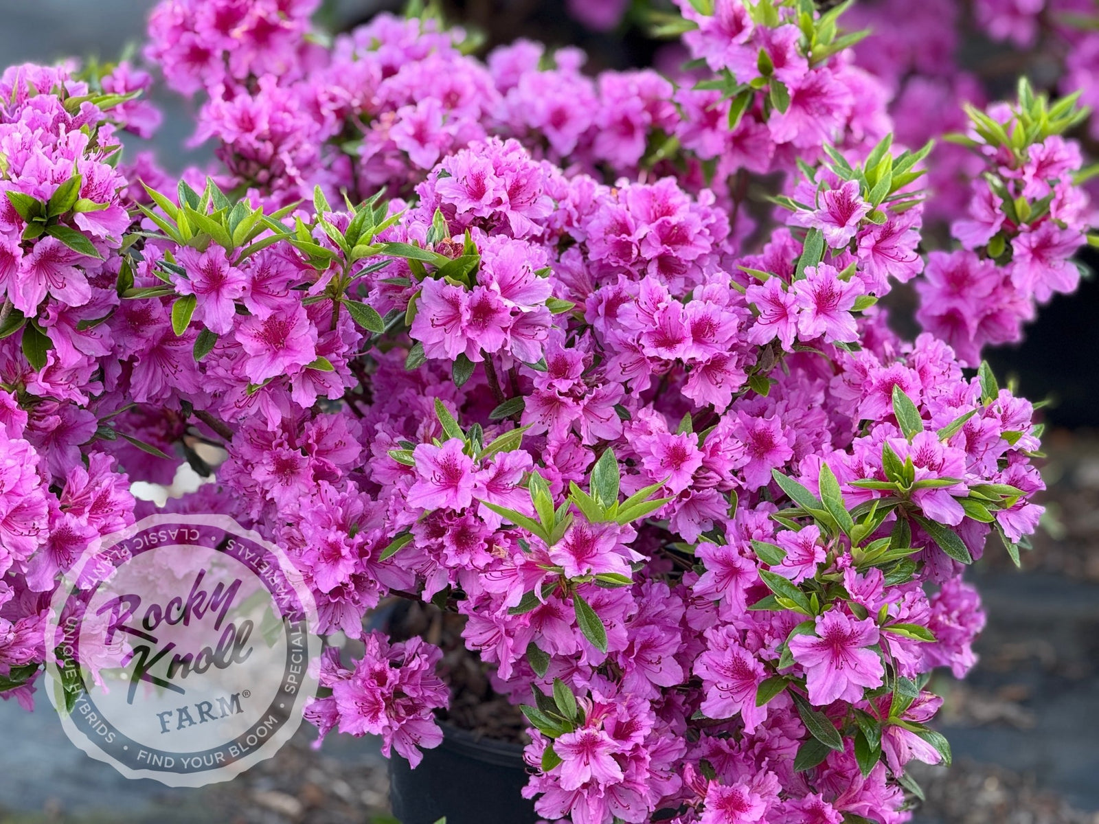 Herbert - Rocky Knoll Farm