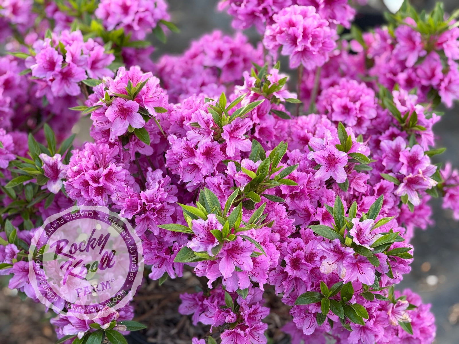 Herbert - Rocky Knoll Farm