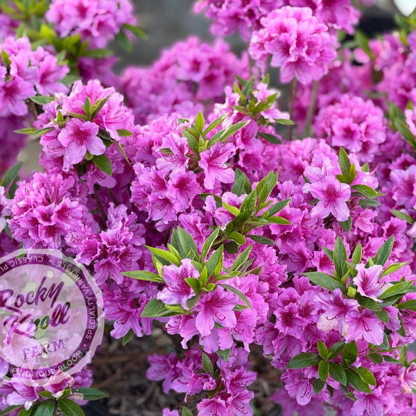 Herbert - Rocky Knoll Farm