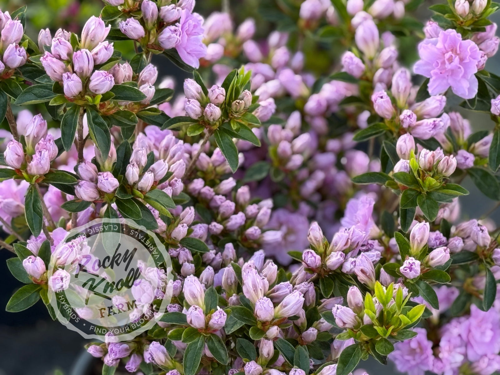 エリザベス elysia xpressor neo, Stereo Compressor, 500 Series