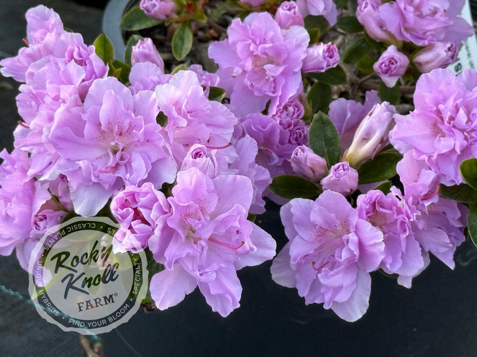 エリザベス 99111/E795 Fly Lady Racers 03 Desire Wilson Porsche 935 K3 1000 Km