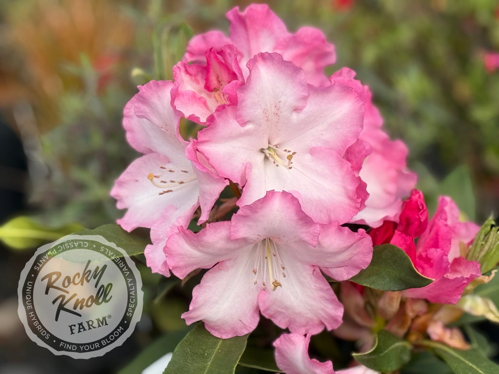 Lem's Monarch (or Pink Walloper) - Rocky Knoll Farm