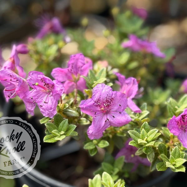 R. calostrotum subsp. keleticum