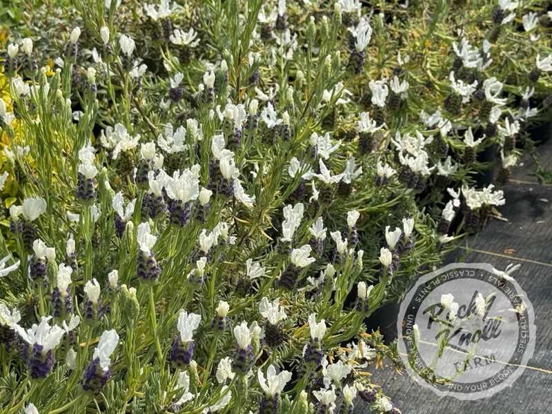 white flowers to plant with lavender Anouk White Lavender - Lavendula stoechas