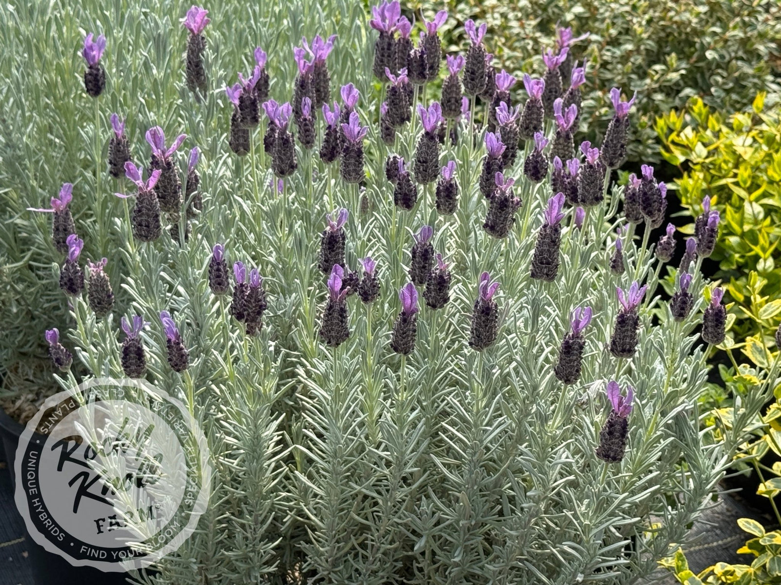 Lavandula stoechas 'Silver Anouk' Spanish Lavender