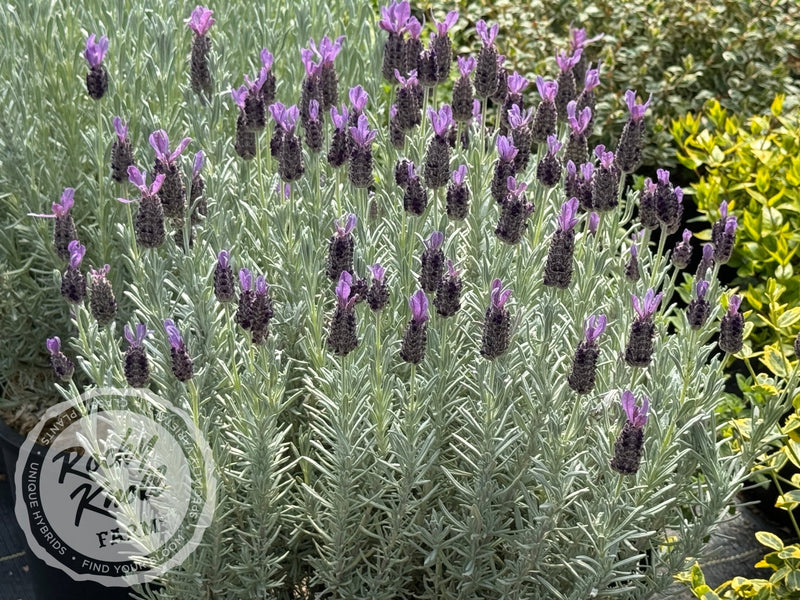 Silver Anouk Spanish Lavender - Lavandula stoechas plant from Rocky Knoll Farm
