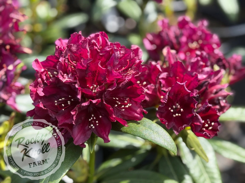 Polarnacht plant from Rocky Knoll Farm