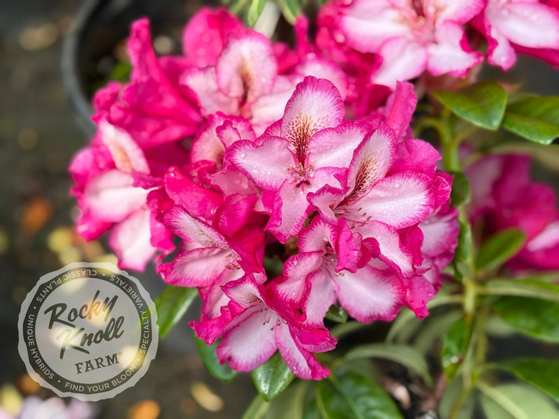 Pomegranate Splash plant from Rocky Knoll Farm