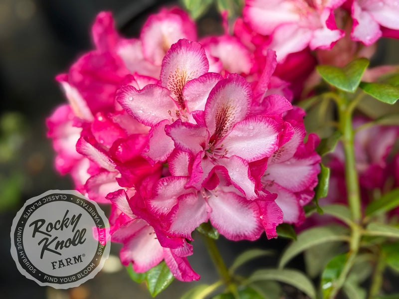 Pomegranate Splash plant from Rocky Knoll Farm