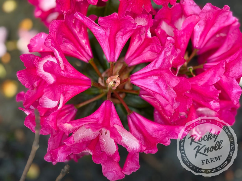 Pomegranate Splash plant from Rocky Knoll Farm