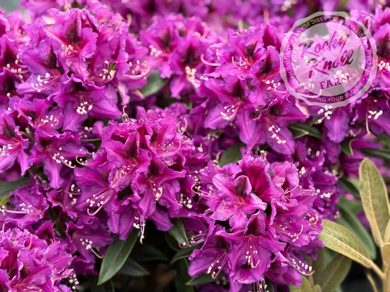 Dark Sister plant from Rocky Knoll Farm