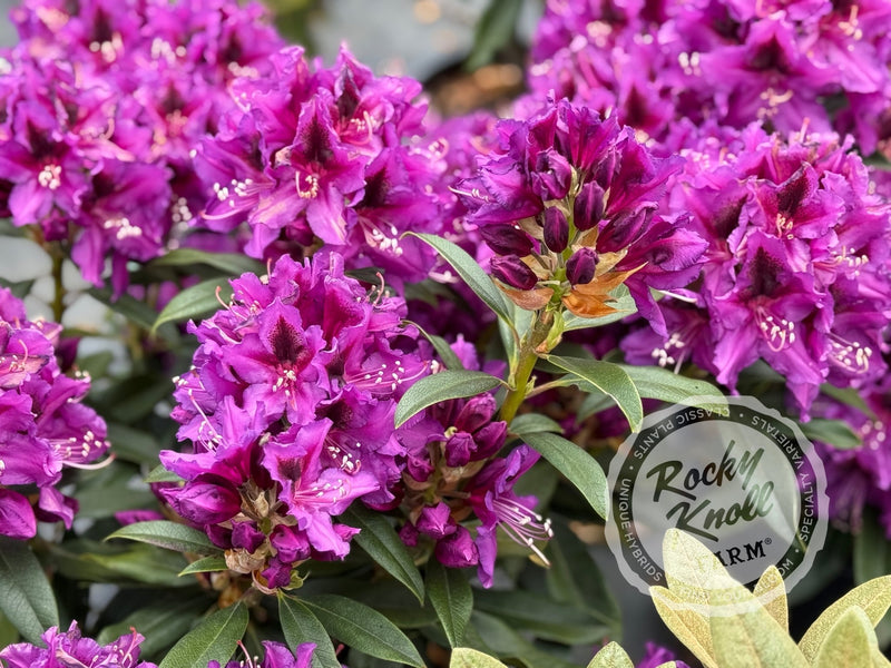 Dark Sister plant from Rocky Knoll Farm