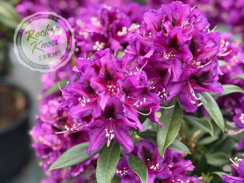 Dark Sister plant from Rocky Knoll Farm