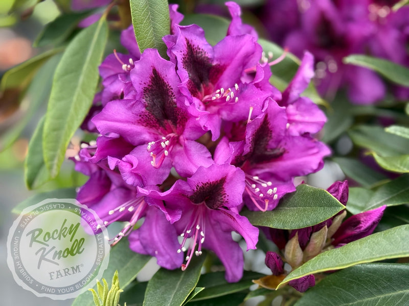 Dark Sister plant from Rocky Knoll Farm