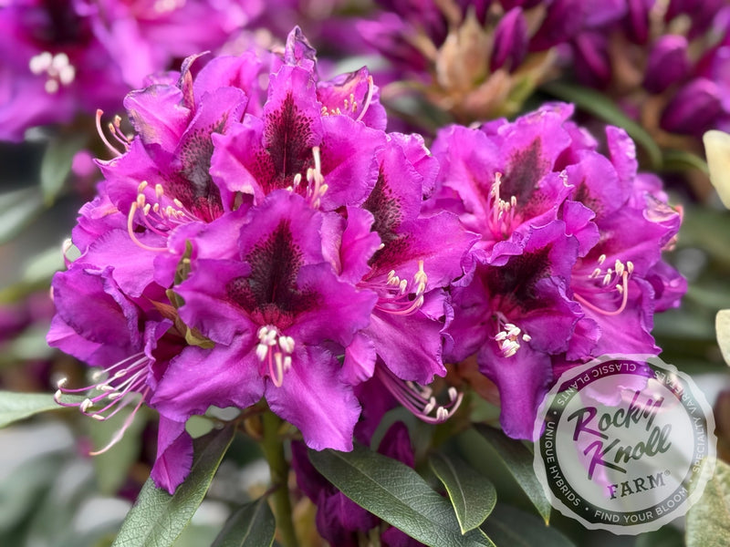 Dark Sister plant from Rocky Knoll Farm