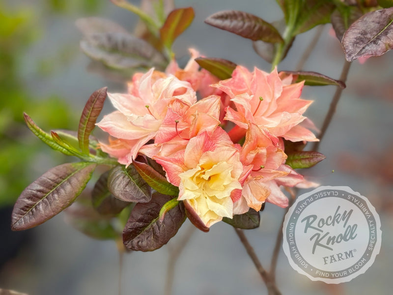 Cannon's Double plant from Rocky Knoll Farm