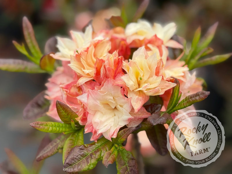 Cannon's Double plant from Rocky Knoll Farm