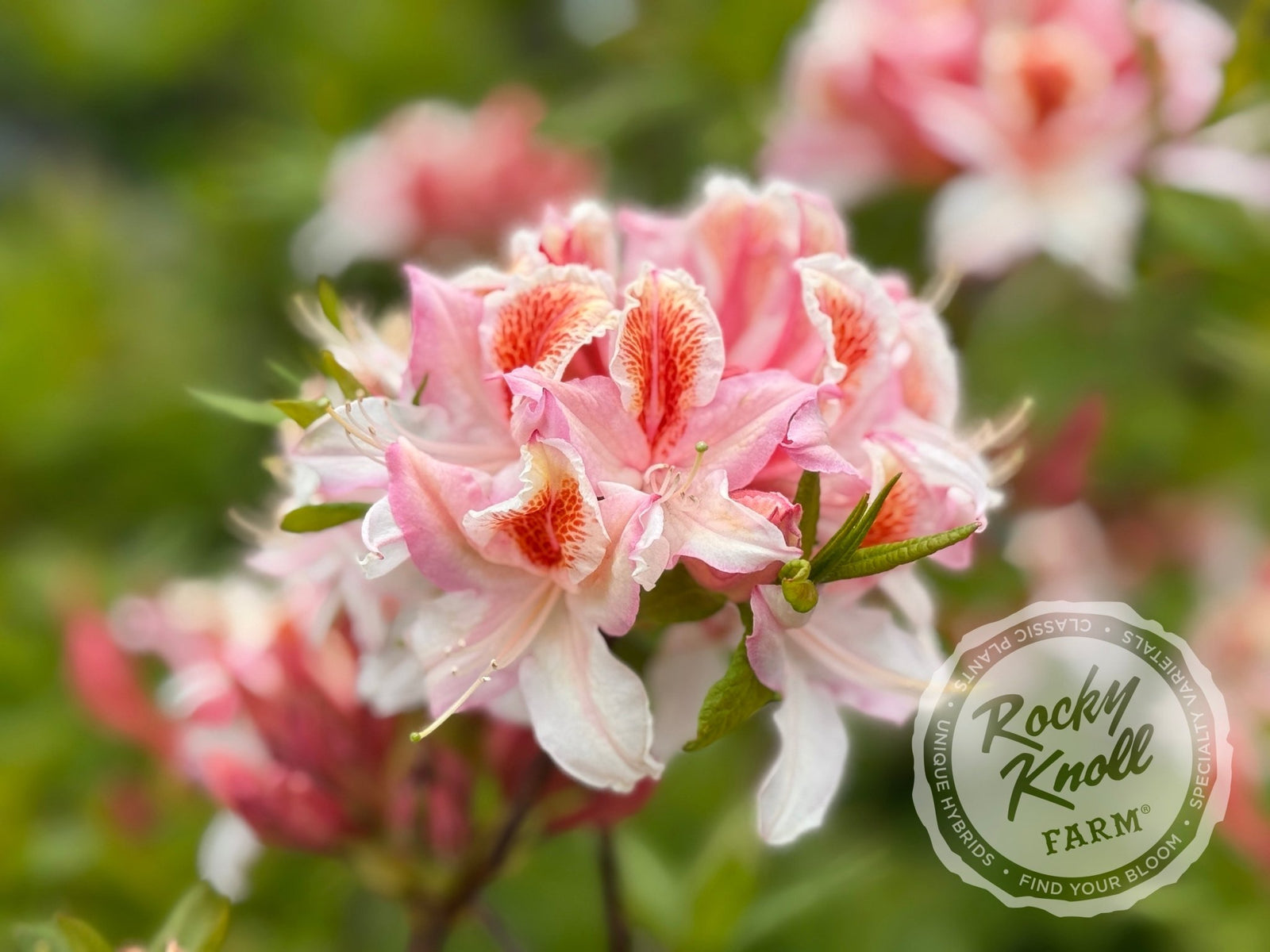 花 udontondon Jock Brydon - Rocky Knoll Farm