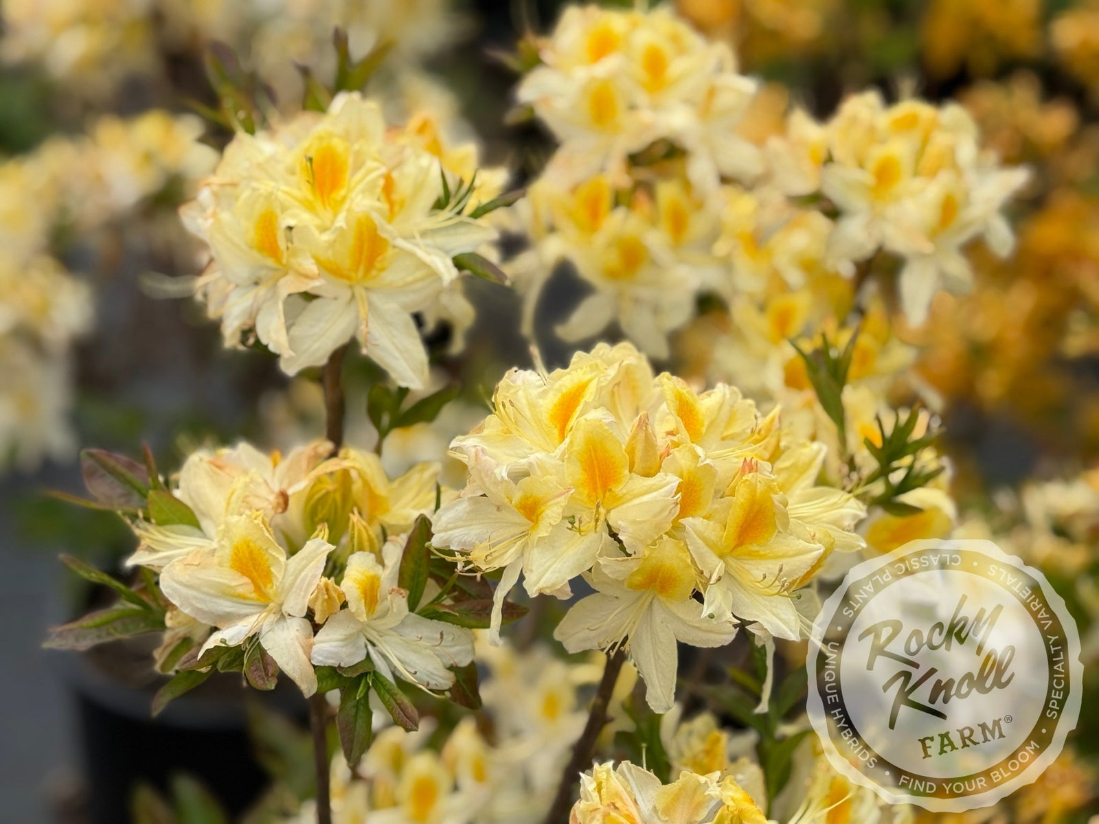 IMG_6491_1600x.jpg?v=1746773994