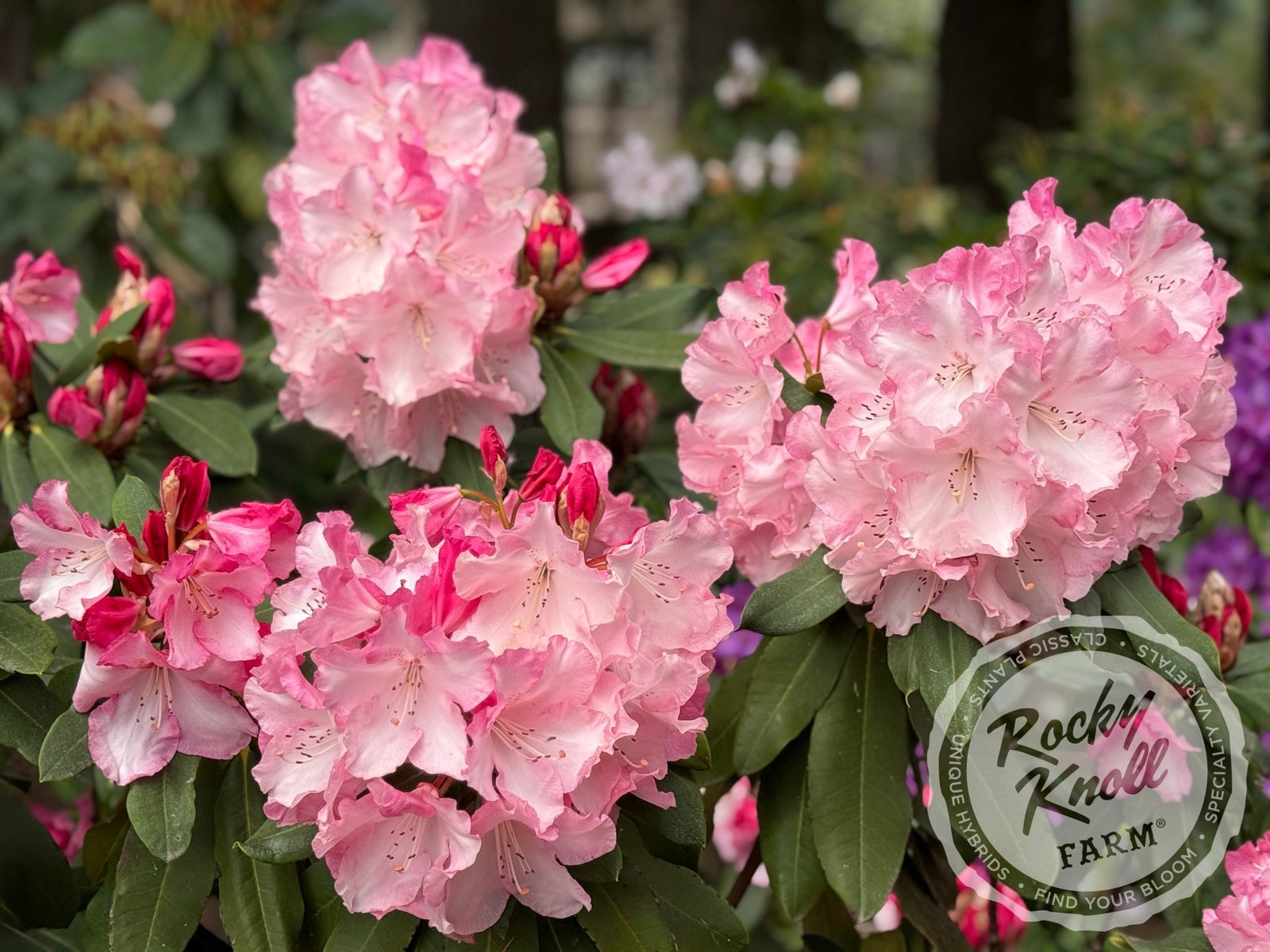 Point Defiance - Rocky Knoll Farm