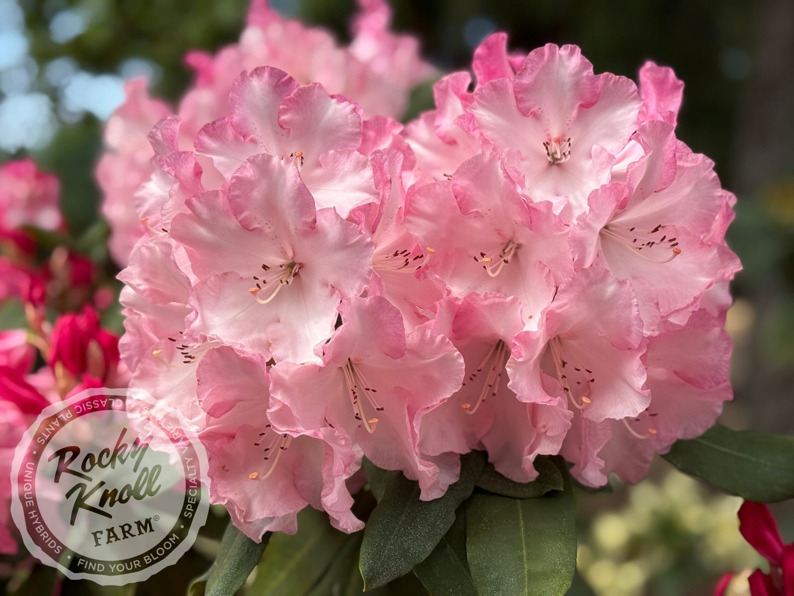 Point Defiance - Rocky Knoll Farm
