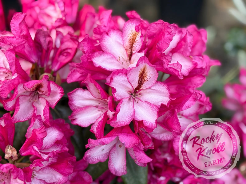 Pomegranate Splash plant from Rocky Knoll Farm