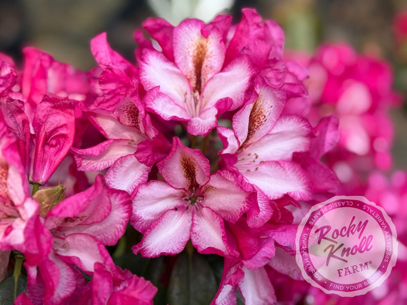 Pomegranate Splash plant from Rocky Knoll Farm