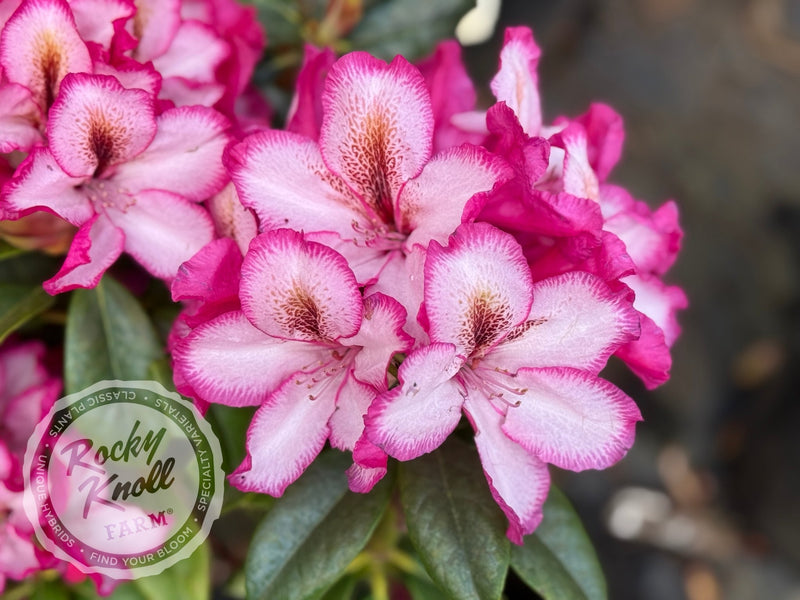 Pomegranate Splash plant from Rocky Knoll Farm