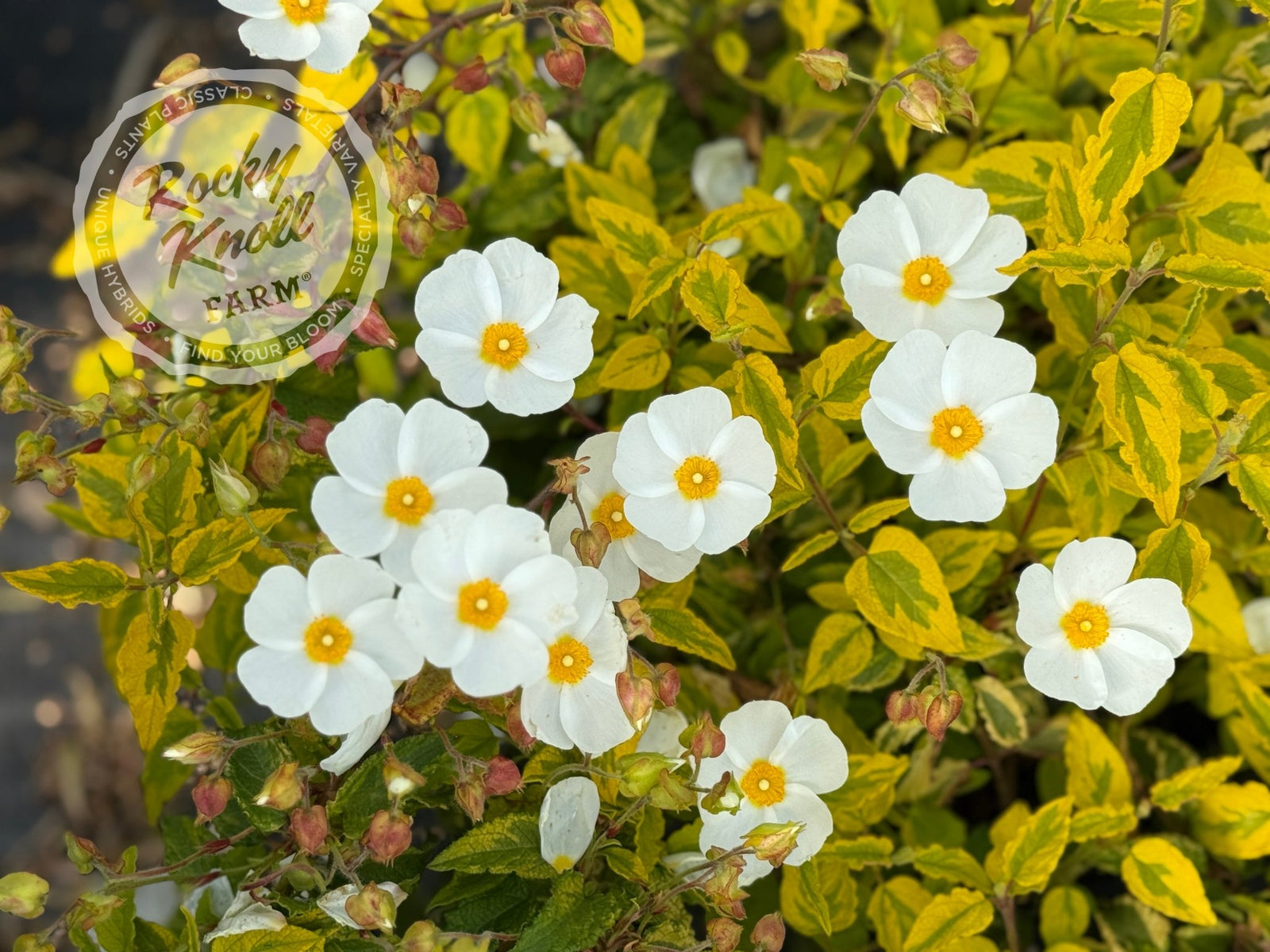 Cistus Mickie Rockrose