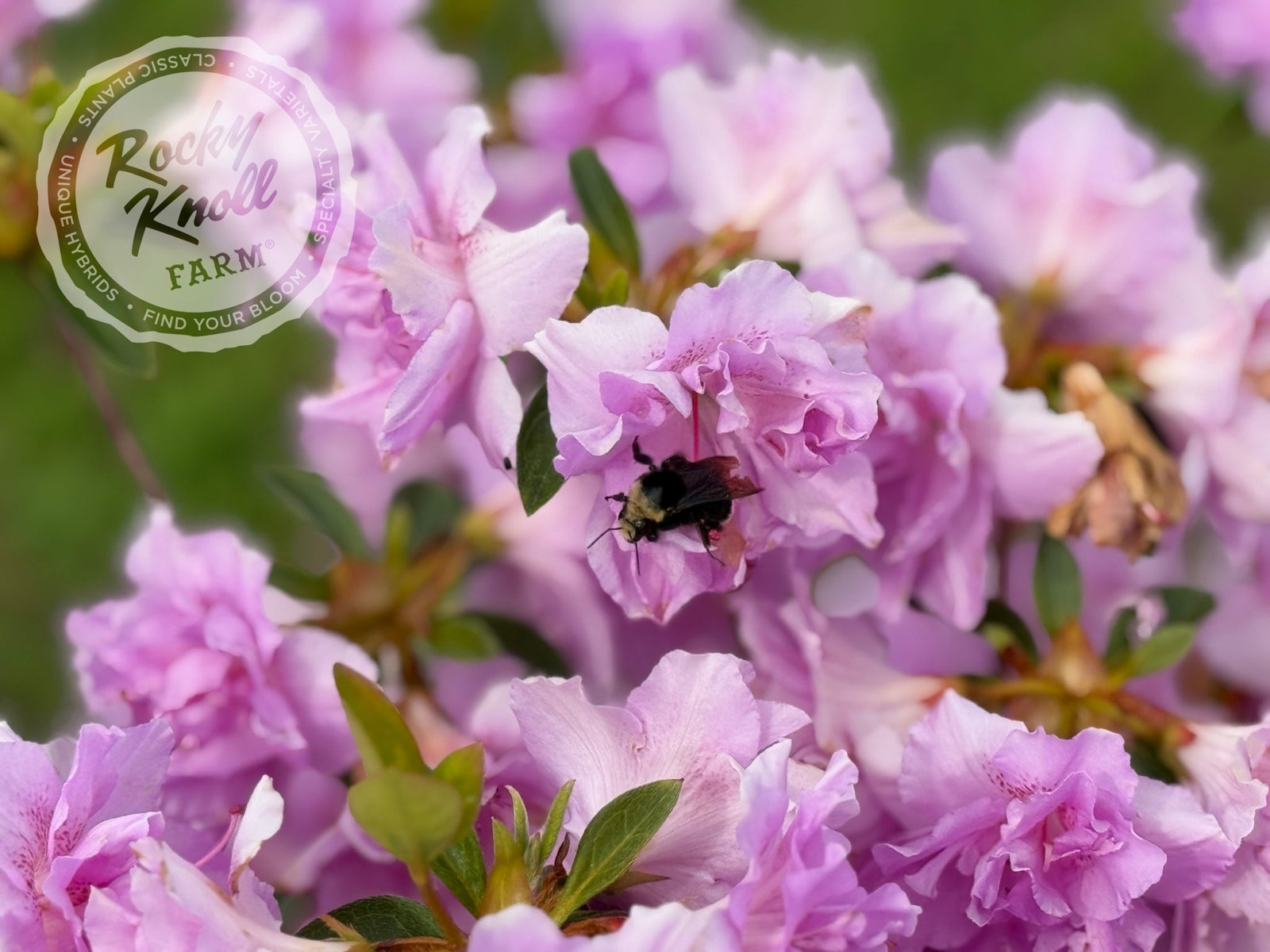 Elsie Lee - Rocky Knoll Farm