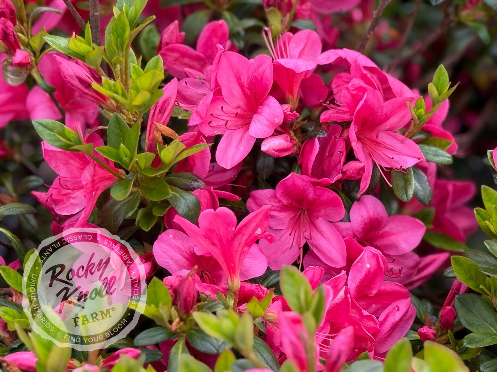 ＊新品⭐️glamorous garden / size S ＊ Glamour - Rocky Knoll Farm
