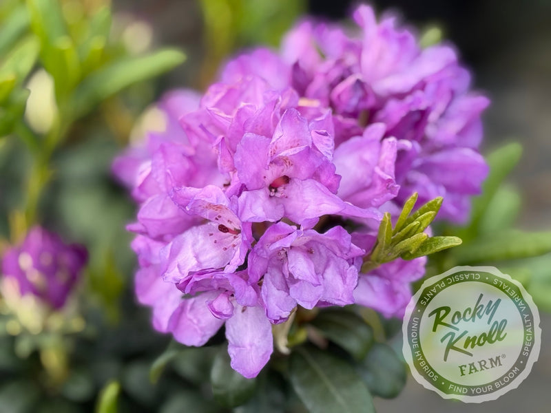 Daphnoides plant from Rocky Knoll Farm
