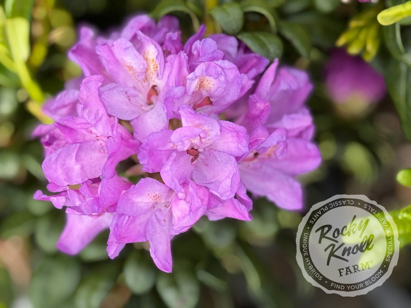 Daphnoides plant from Rocky Knoll Farm