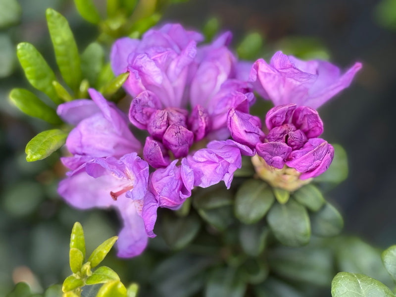 Daphnoides plant from Rocky Knoll Farm