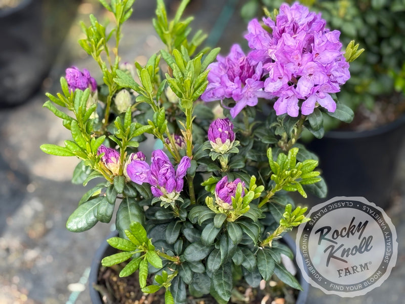 Daphnoides plant from Rocky Knoll Farm