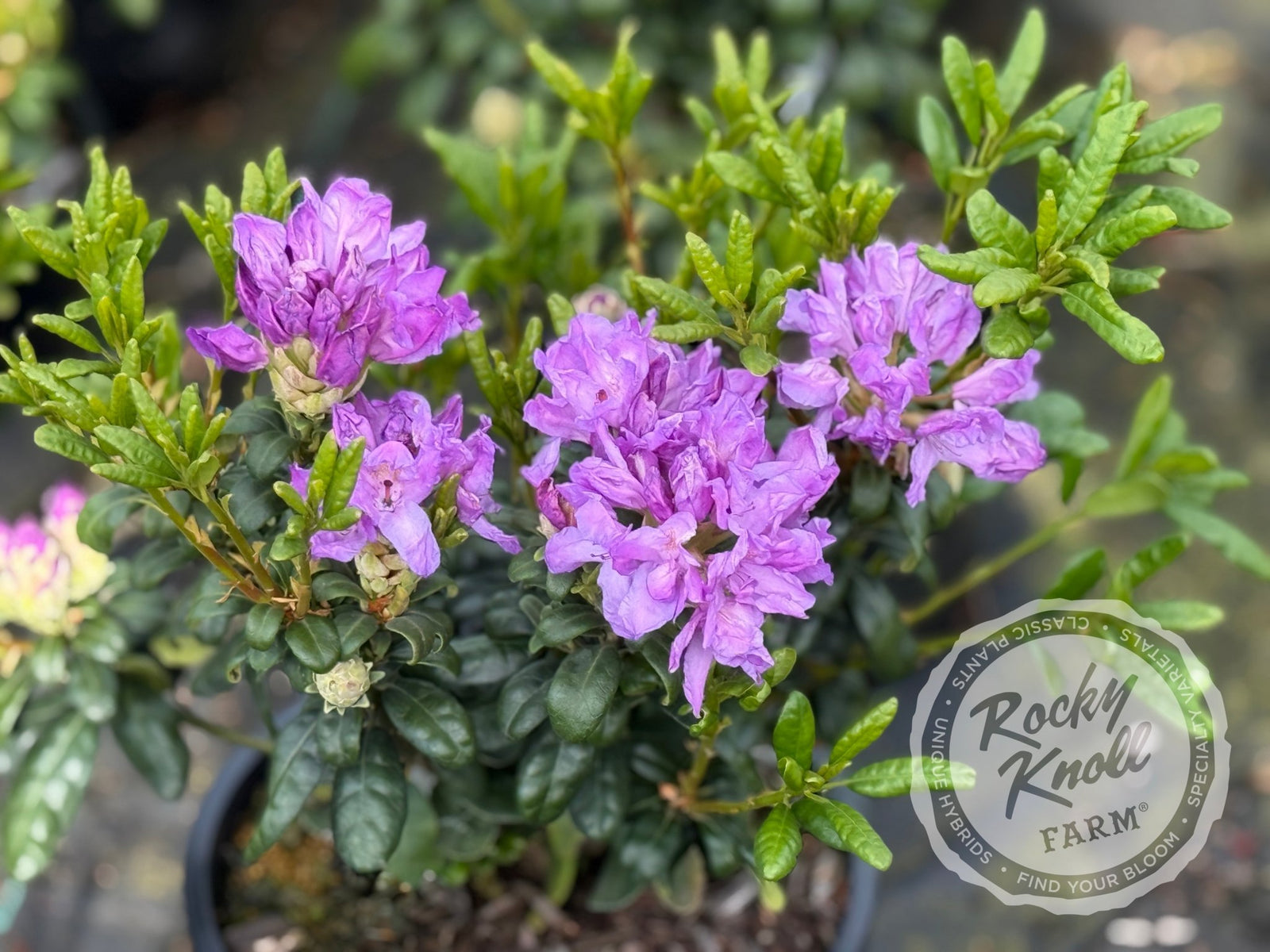 rhododendron purple gem Daphnoides