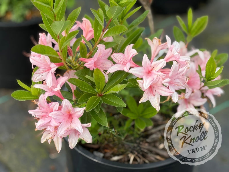 Soir de Paris plant from Rocky Knoll Farm