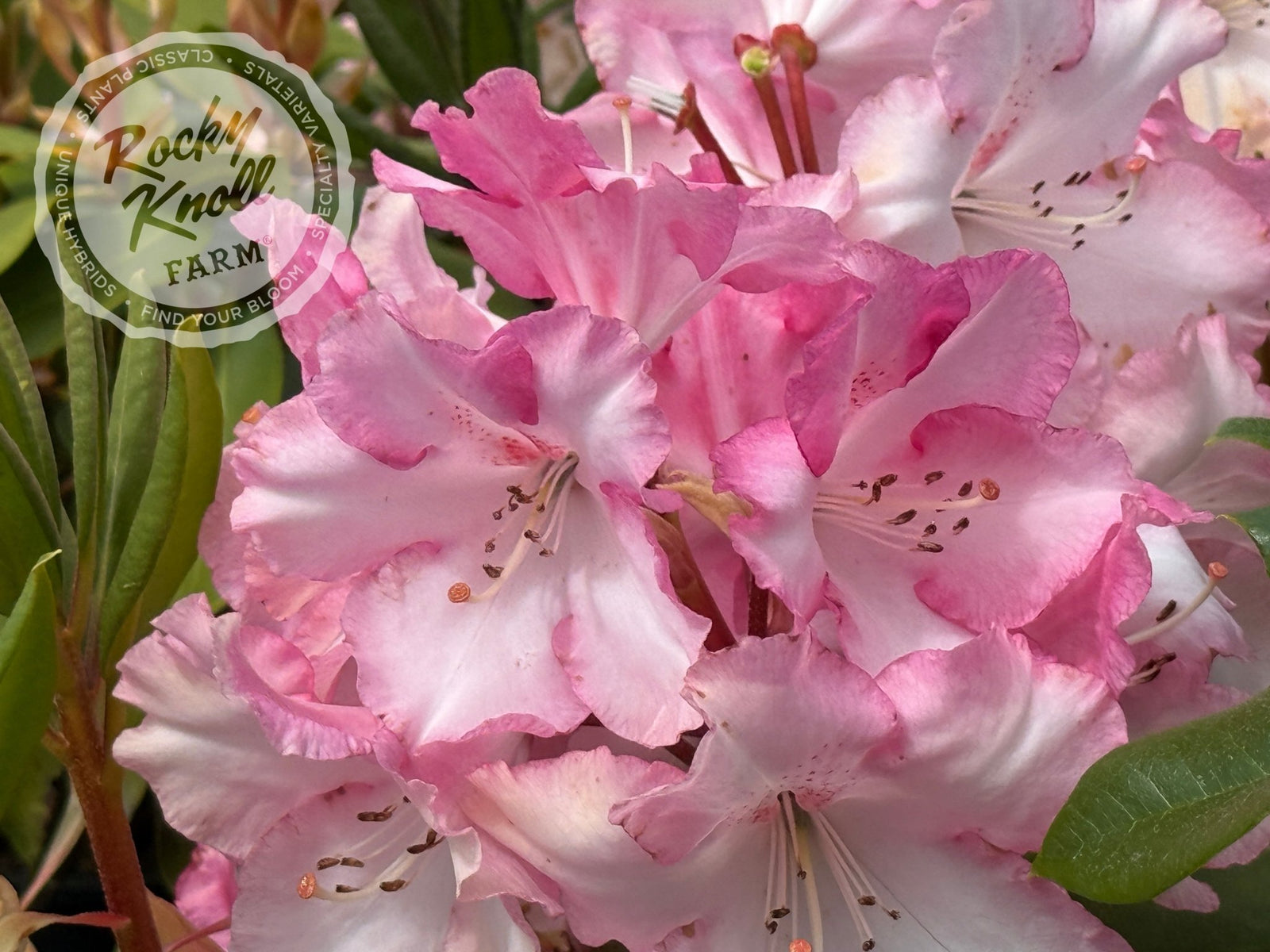Lem's Monarch (or Pink Walloper) - Rocky Knoll Farm