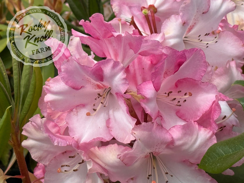 Lem's Monarch (or Pink Walloper) plant from Rocky Knoll Farm