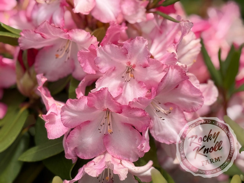 Lem's Monarch (or Pink Walloper) plant from Rocky Knoll Farm