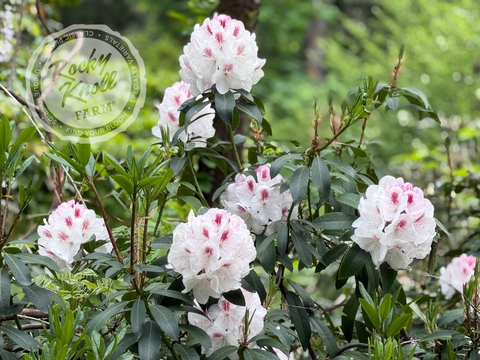rhododendron blanc Rhododendron blanc en pot de 17 cm – Peragashop main image 1