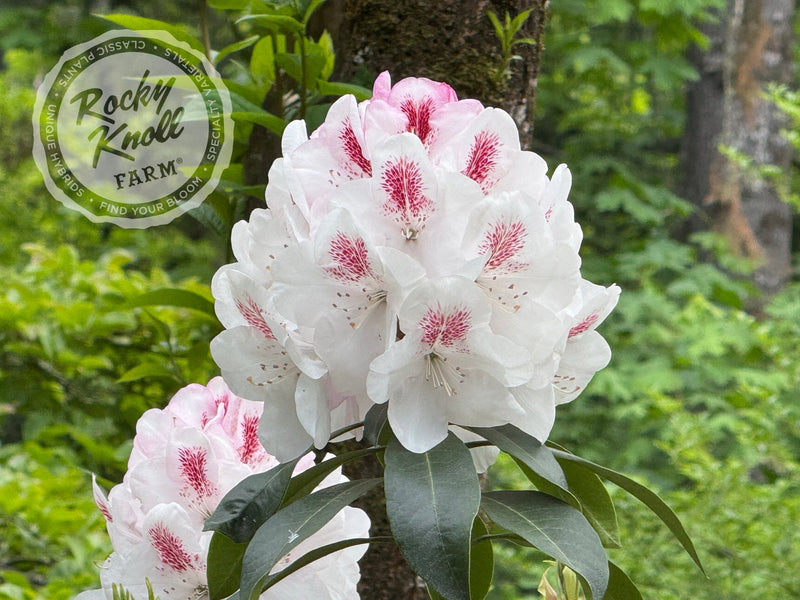 Lady de Rothschild plant from Rocky Knoll Farm