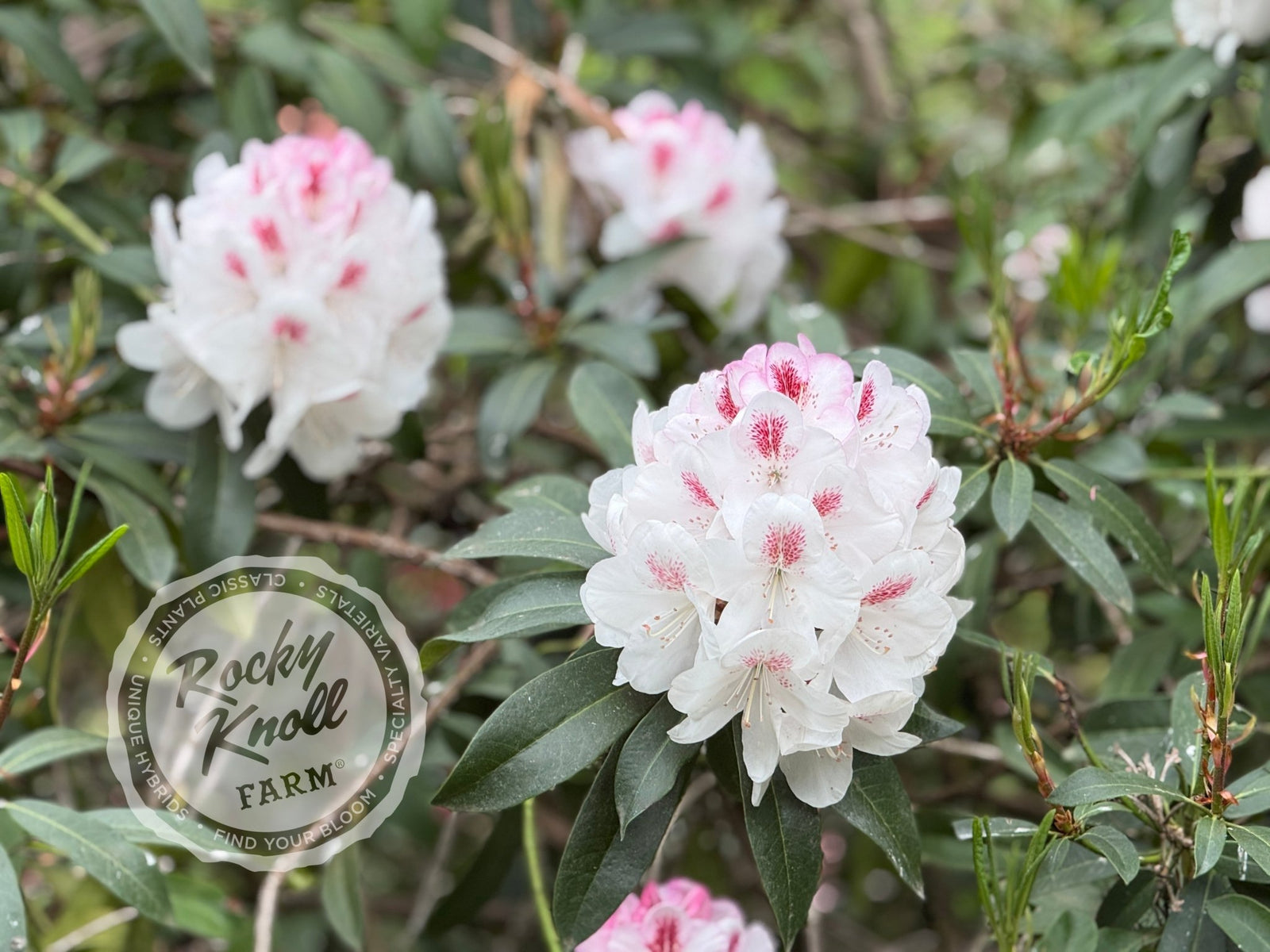Lady de Rothschild - Rocky Knoll Farm