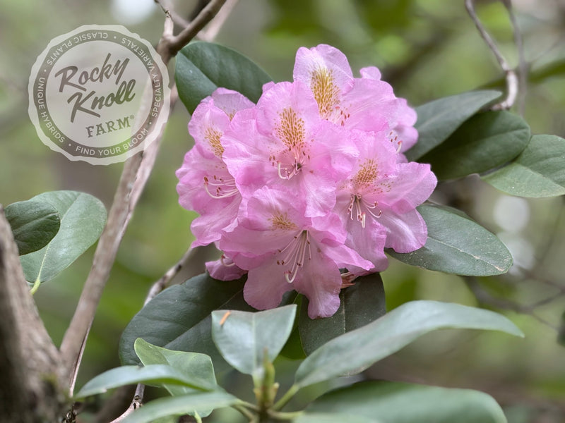 Scintillation plant from Rocky Knoll Farm