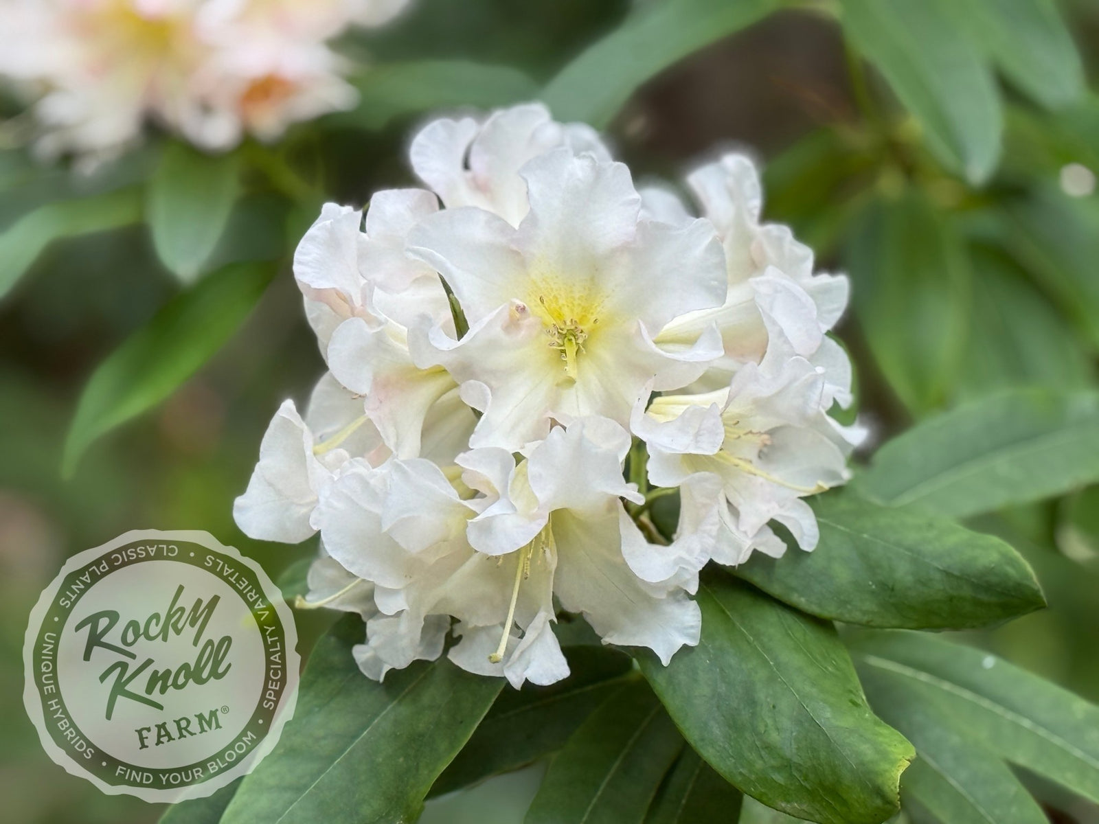 rhododendron recurvoides Award
