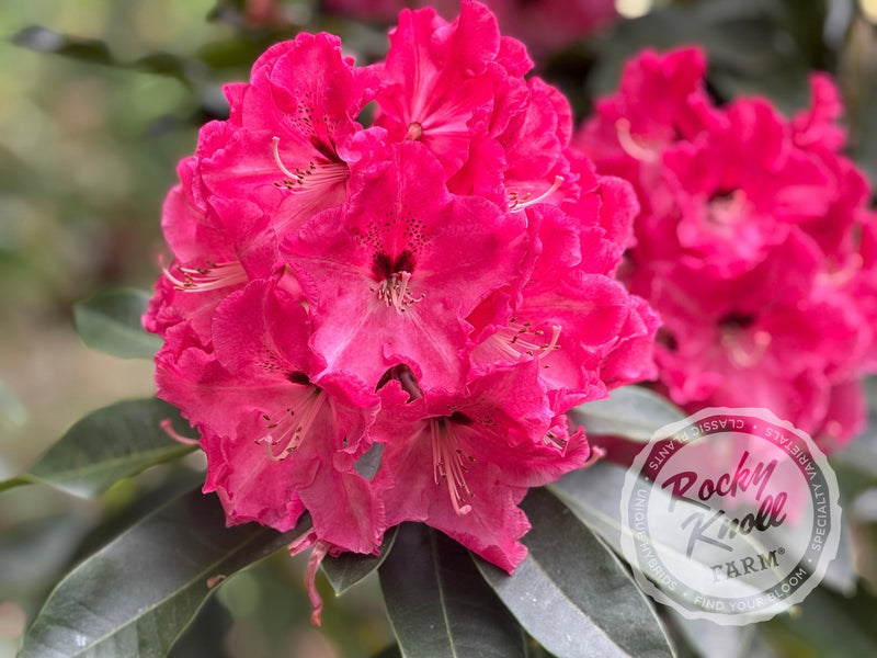 Red Walloper plant from Rocky Knoll Farm