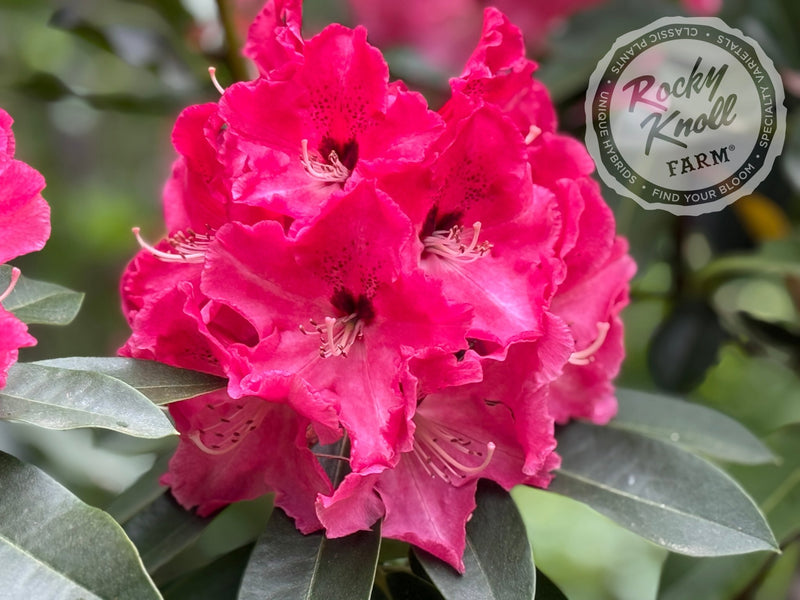 Red Walloper plant from Rocky Knoll Farm