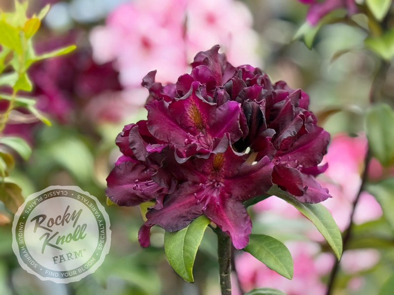 Black Adder plant from Rocky Knoll Farm