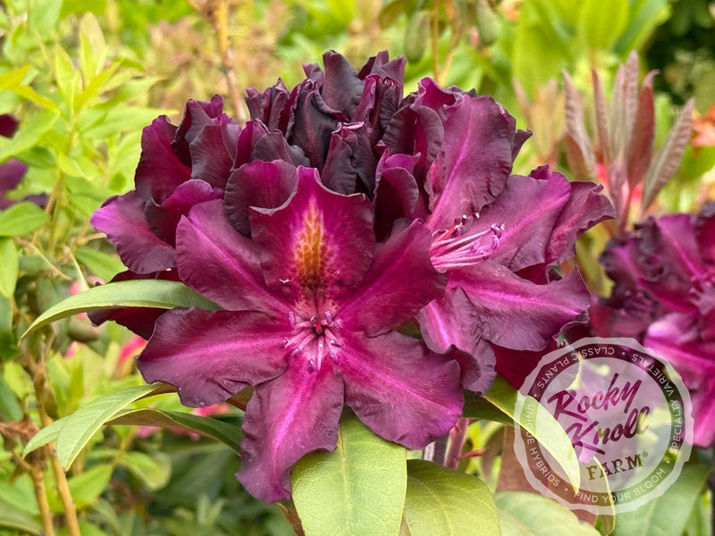 Black Adder plant from Rocky Knoll Farm